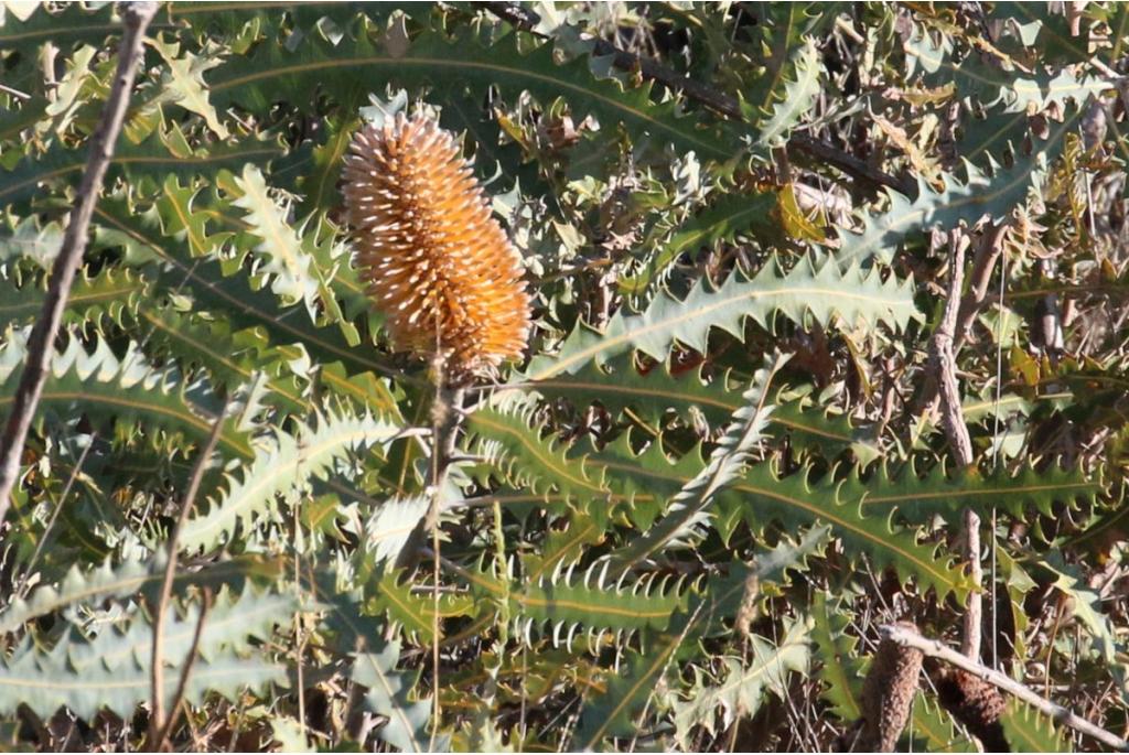 Ashby's boreale Banksia