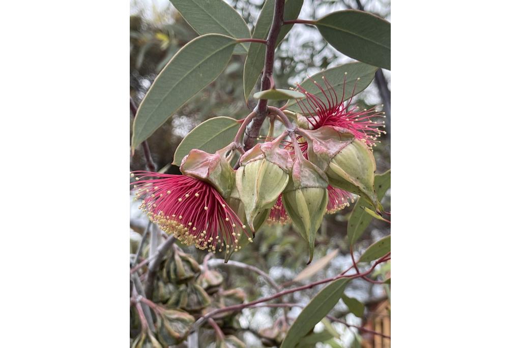 Gevleugeld fruit Eucalyptus