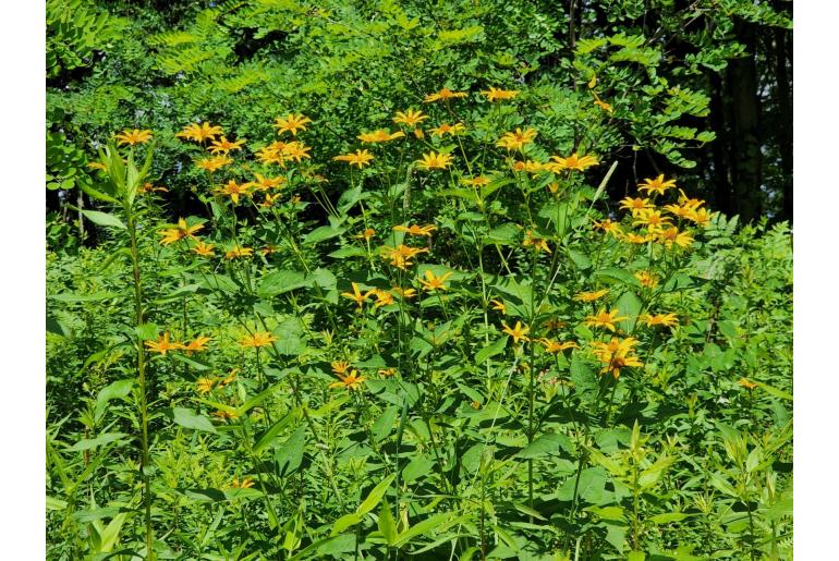 Heliopsis helianthoides -6468