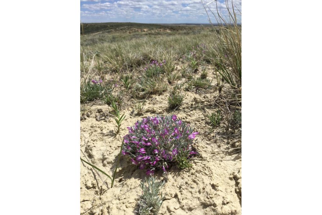 Barr's astragalus