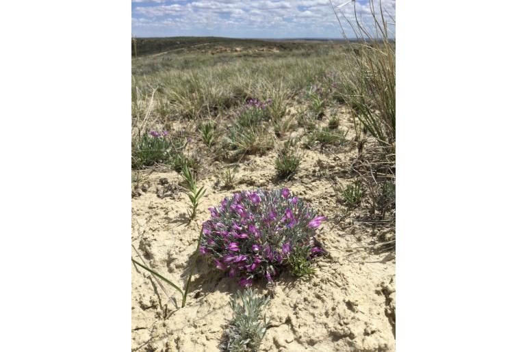 Astragalus barrii -6469