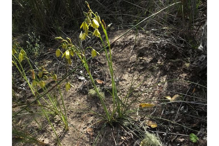 Albuca cooperi -6472