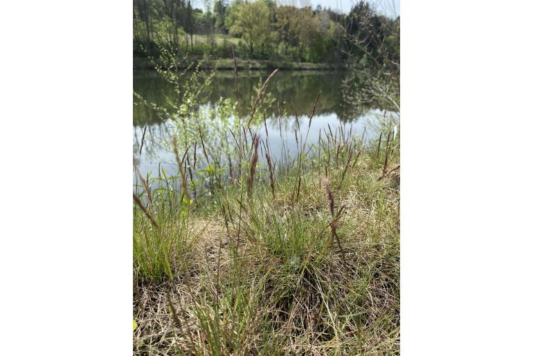 Festuca rubra -6485