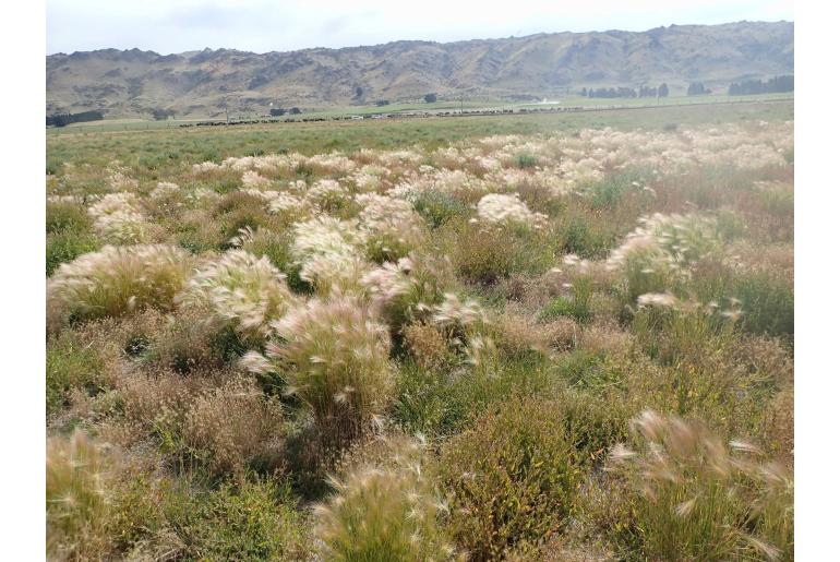 Hordeum jubatum -6488