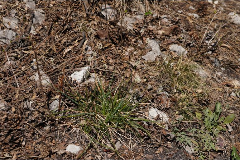 Sesleria caerulea -6500