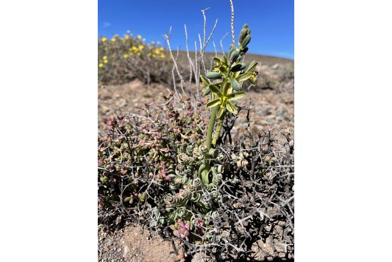 Albuca concordiana -6502