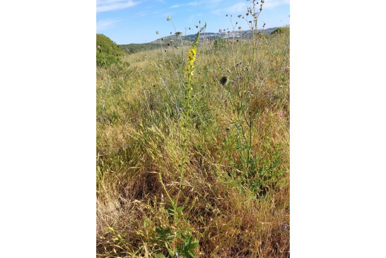 Agrimonia eupatoria -6537