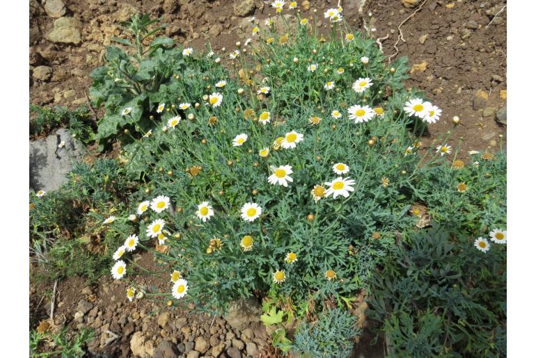 Argyranthemum frutescens ssp frutescens -6545