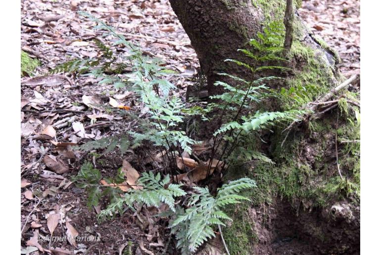 Asplenium onopteris -6551