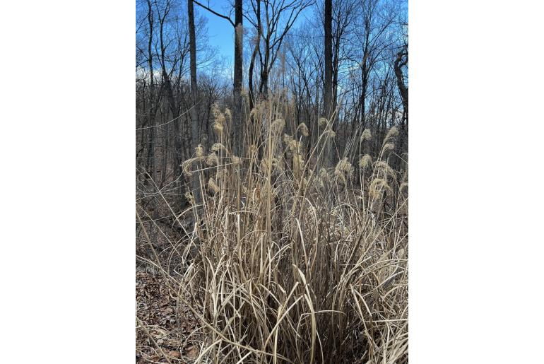 Miscanthus sinensis -6554