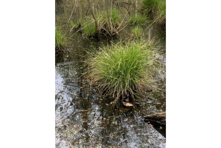 Carex remota -6561