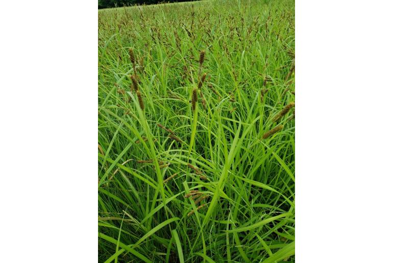 Carex shortiana -6562