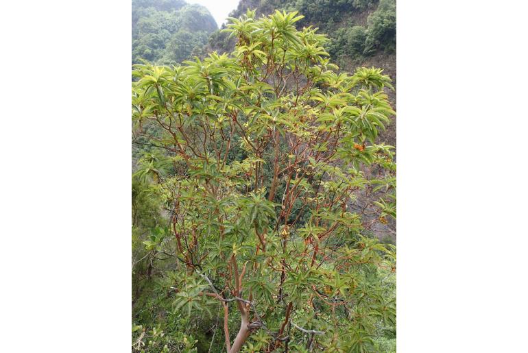 Arbutus canariensis -6578