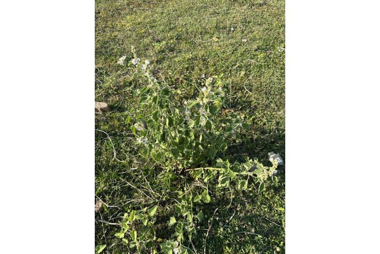 Althaea officinalis -6583