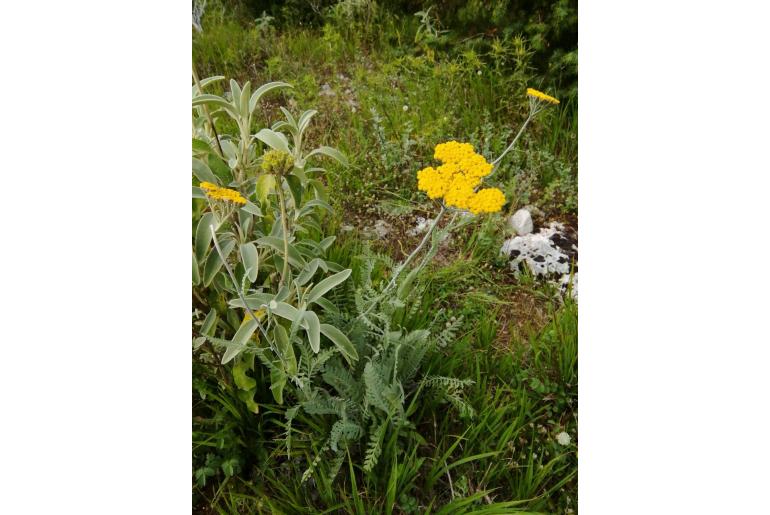 Achillea clypeolata -6590