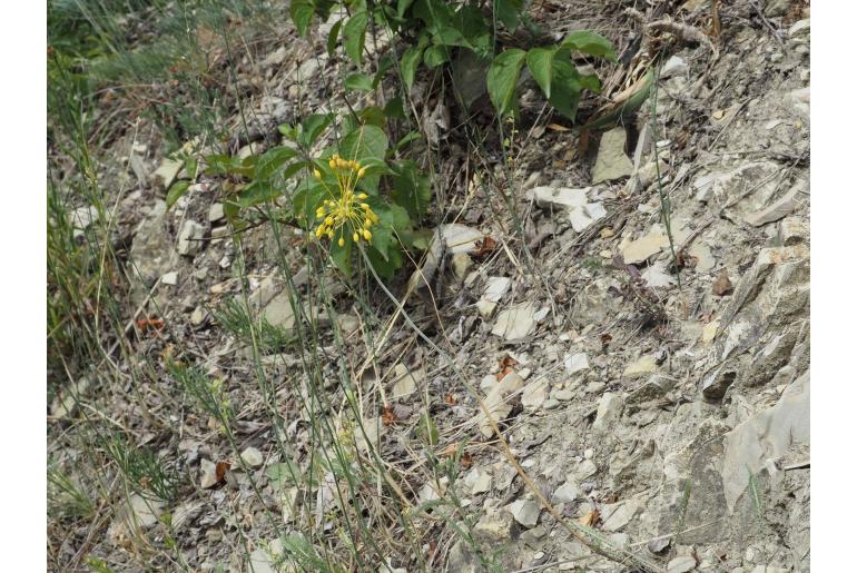 Allium flavum -6593