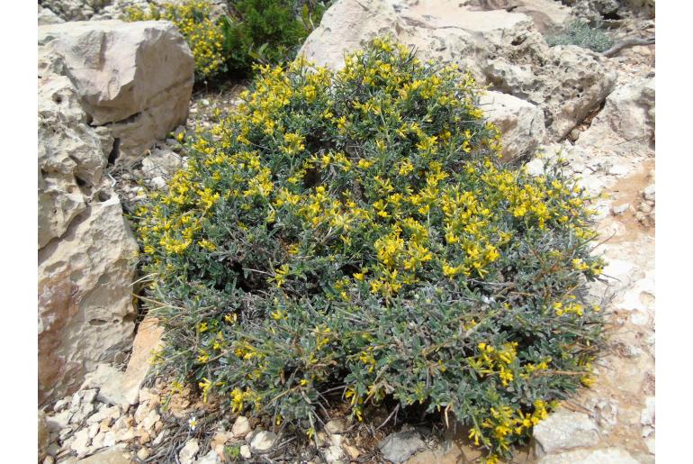 Anthyllis hermanniae -6595