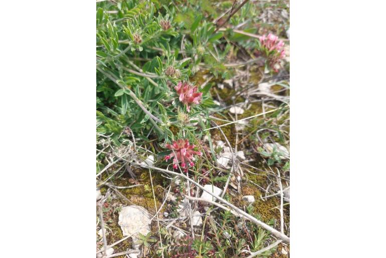 Anthyllis vulneraria -6597