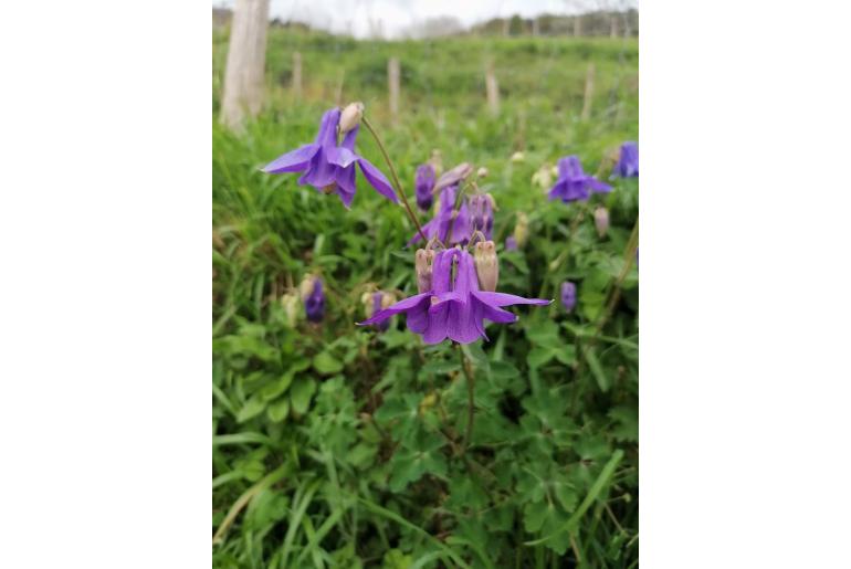 Aquilegia vulgaris -6598