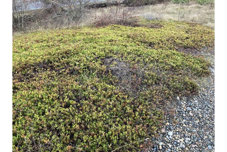 Arctostaphylos uva-ursi -6599