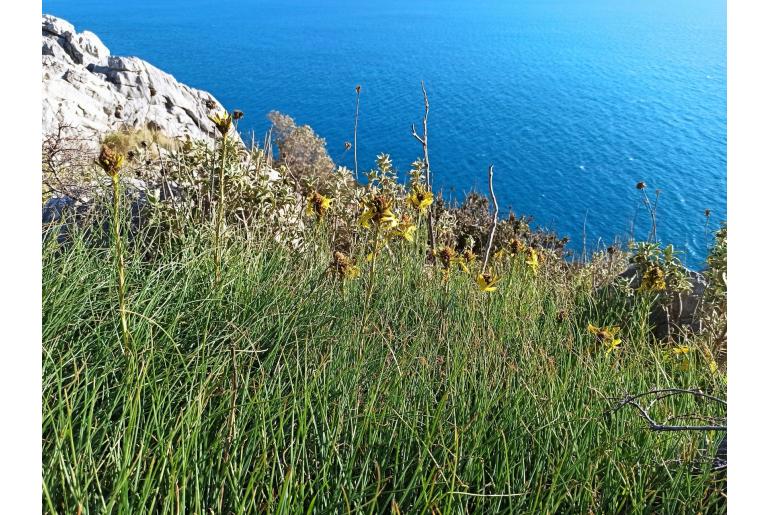 Asphodeline lutea -6601