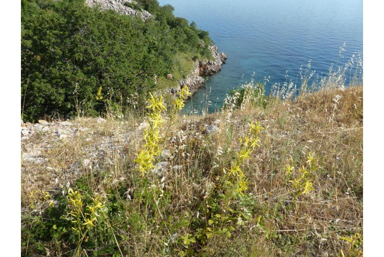 Asphodeline liburnica -6604