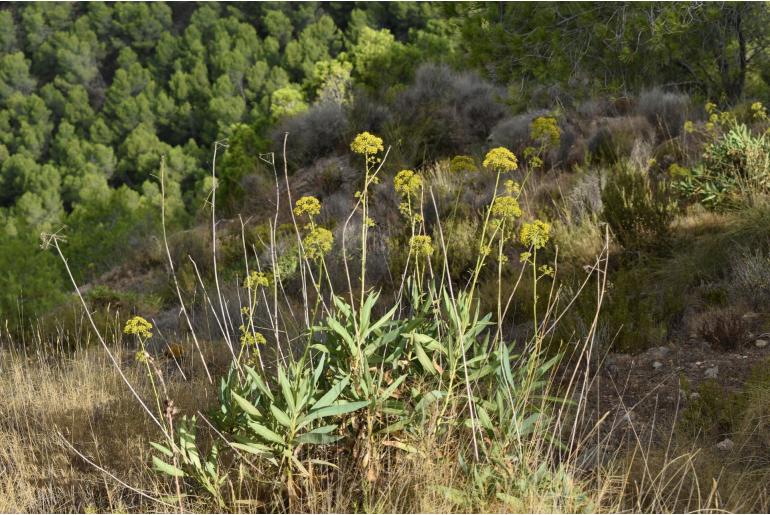 Bupleurum gibraltaricum -6611