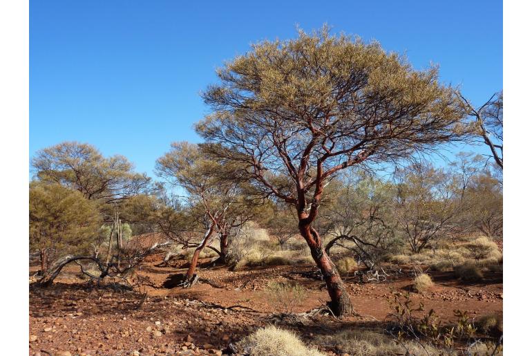 Acacia rhodophloia -6612