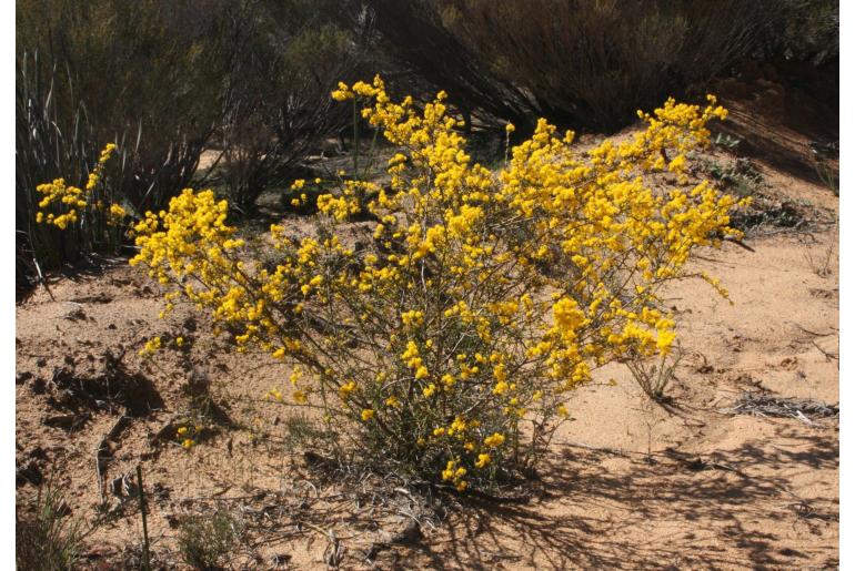 Acacia acutata -6613