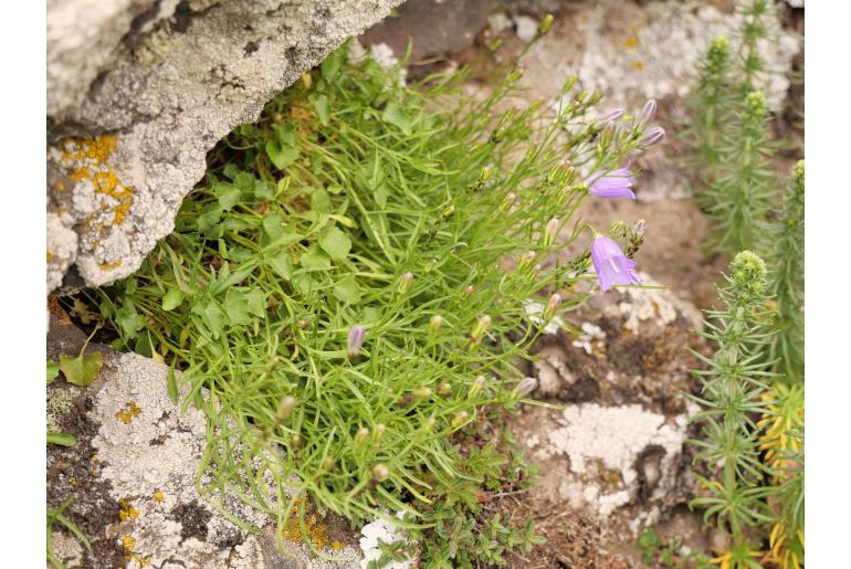 Campanula rotundifolia -6621