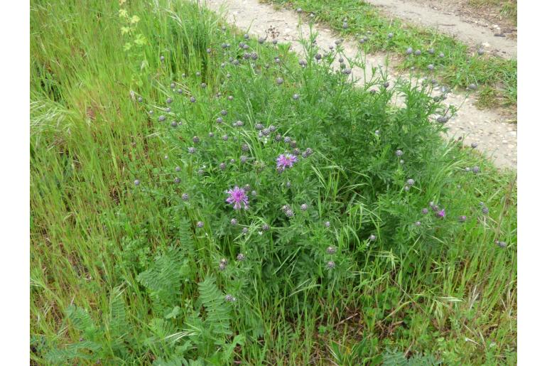 Centaurea scabiosa -6622