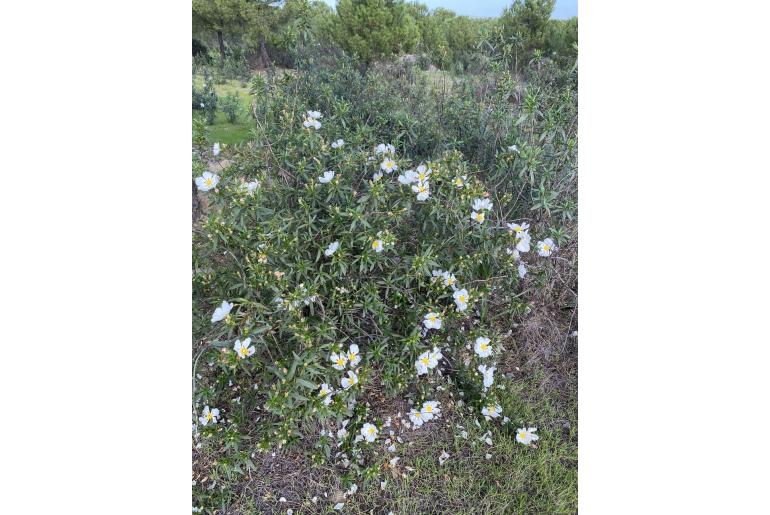 Cistus ladanifer -6628