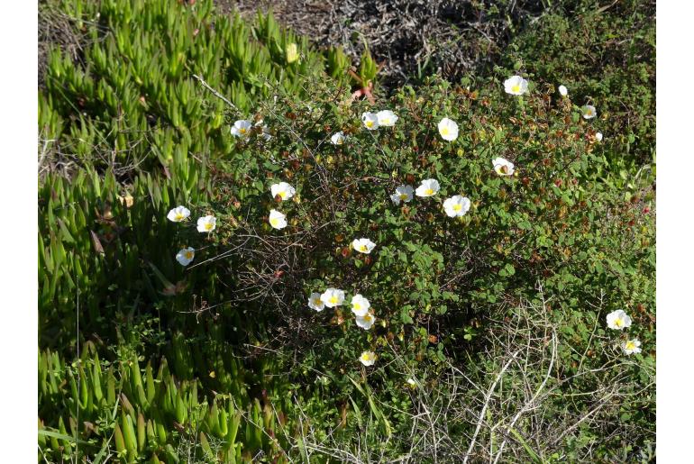 Cistus salviifolius -6630