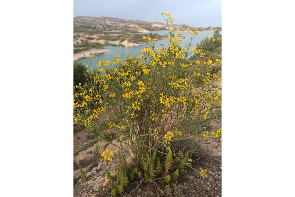 Biesachtige coronilla