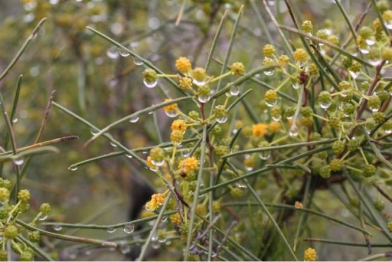 Acacia scirpifolia -6647