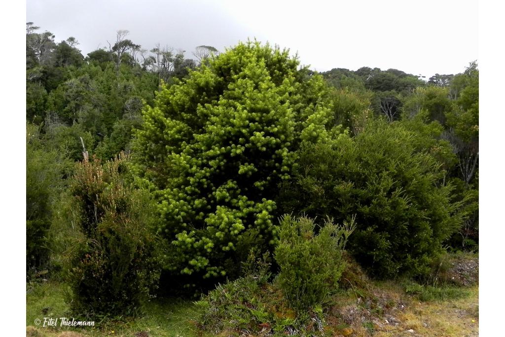 Wolk podocarpus