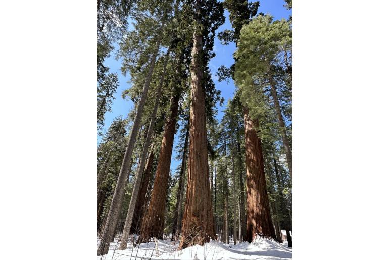 Sequoiadendron giganteum -6652