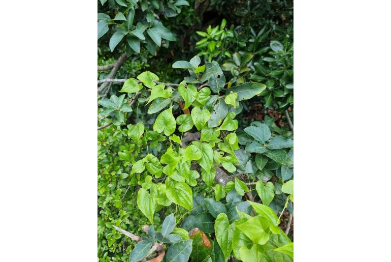 Dioscorea communis -6658