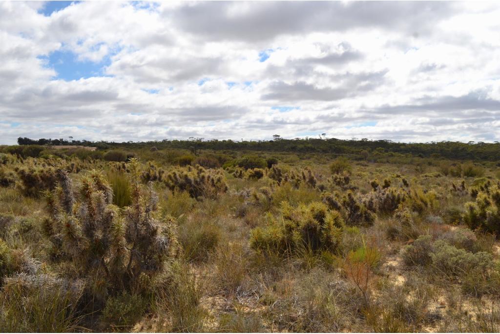 Stekelige banksia