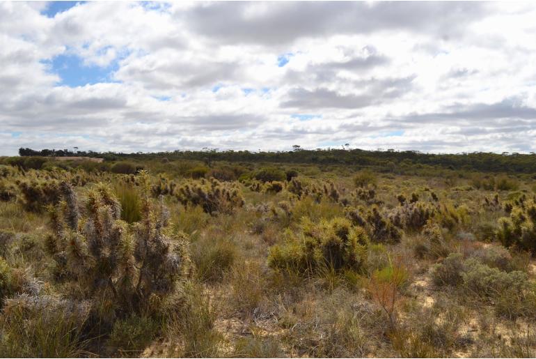 Banksia horrida -6659