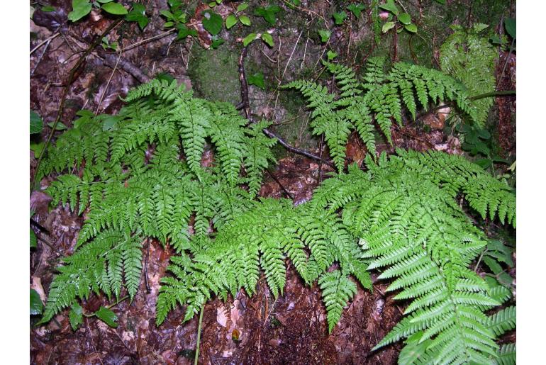 Dryopteris aemula -6663