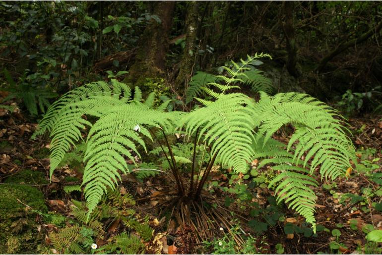 Dryopteris aitoniana -6664