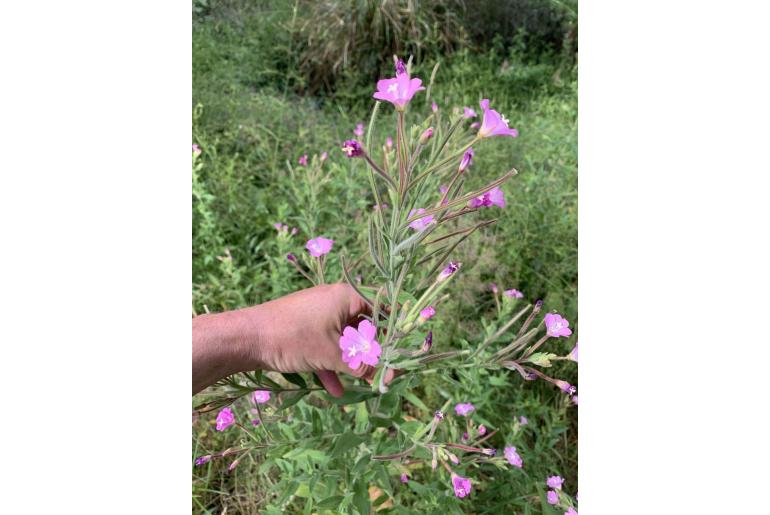 Epilobium hirsutum -6670