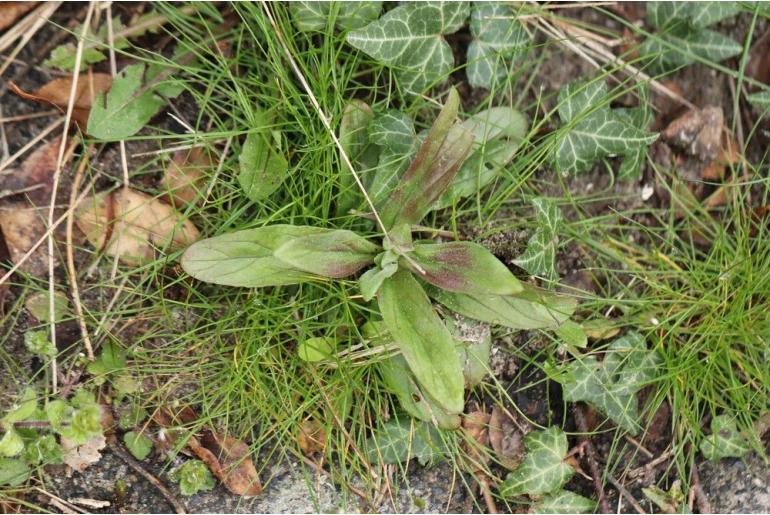 Epilobium parviflorum -6671