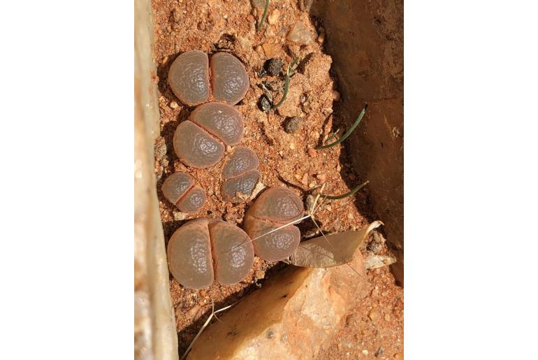 Conophytum friedrichiae -6672