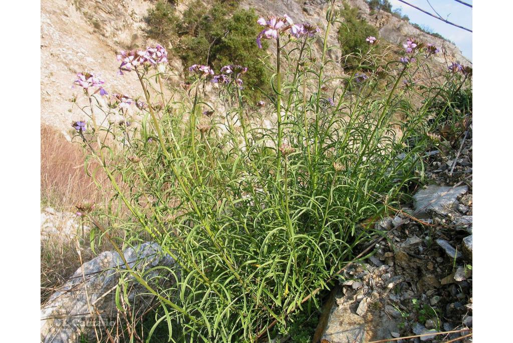 Linum-blad steenraket