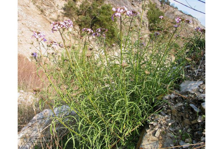 Erysimum linifolium -6676