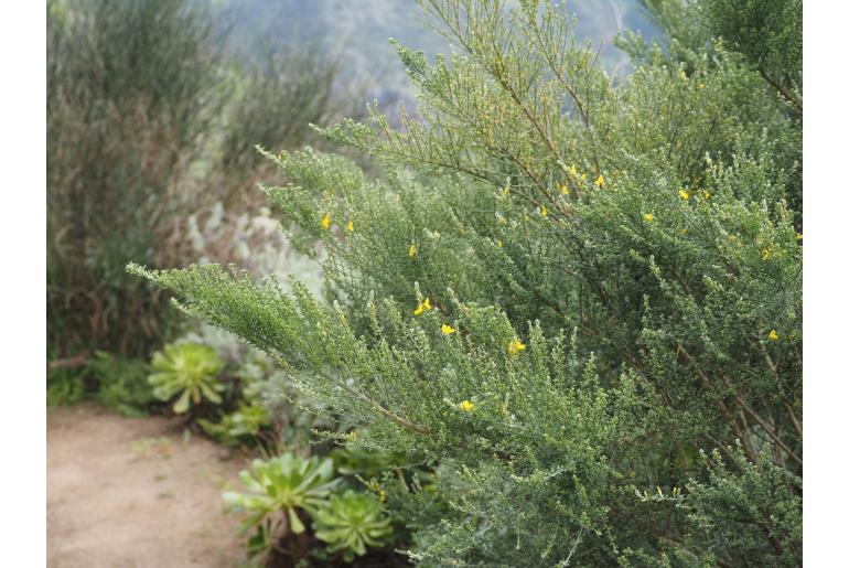 Genista canariensis -6685