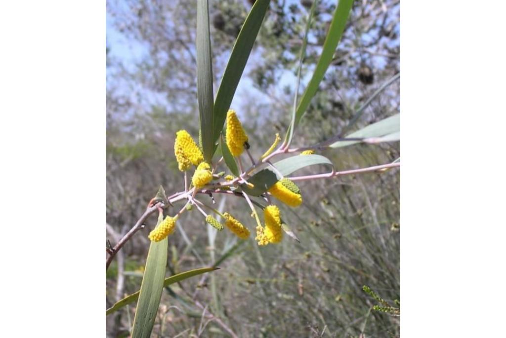 Gemarkeerde acacia