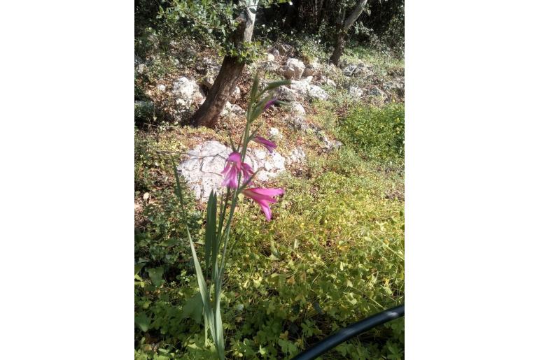 Gladiolus italicus -6691